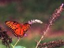 butterfly01.JPG