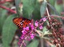 butterfly03.JPG
