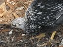 chickens_mar_07_18.JPG
