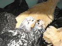 chickens_mar_07_23.JPG