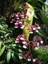 Denver_Botanical_14.jpg