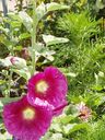 Denver_Botanical_72.jpg