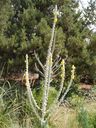 Denver_Botanical_89.jpg