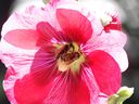 flowers_21.JPG
