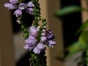 flowers_22.JPG