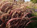 flora004.jpg