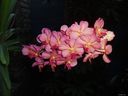 orchids14.jpg