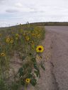 th_1pawnee_grasslands_aug_06_flora_14.jpg